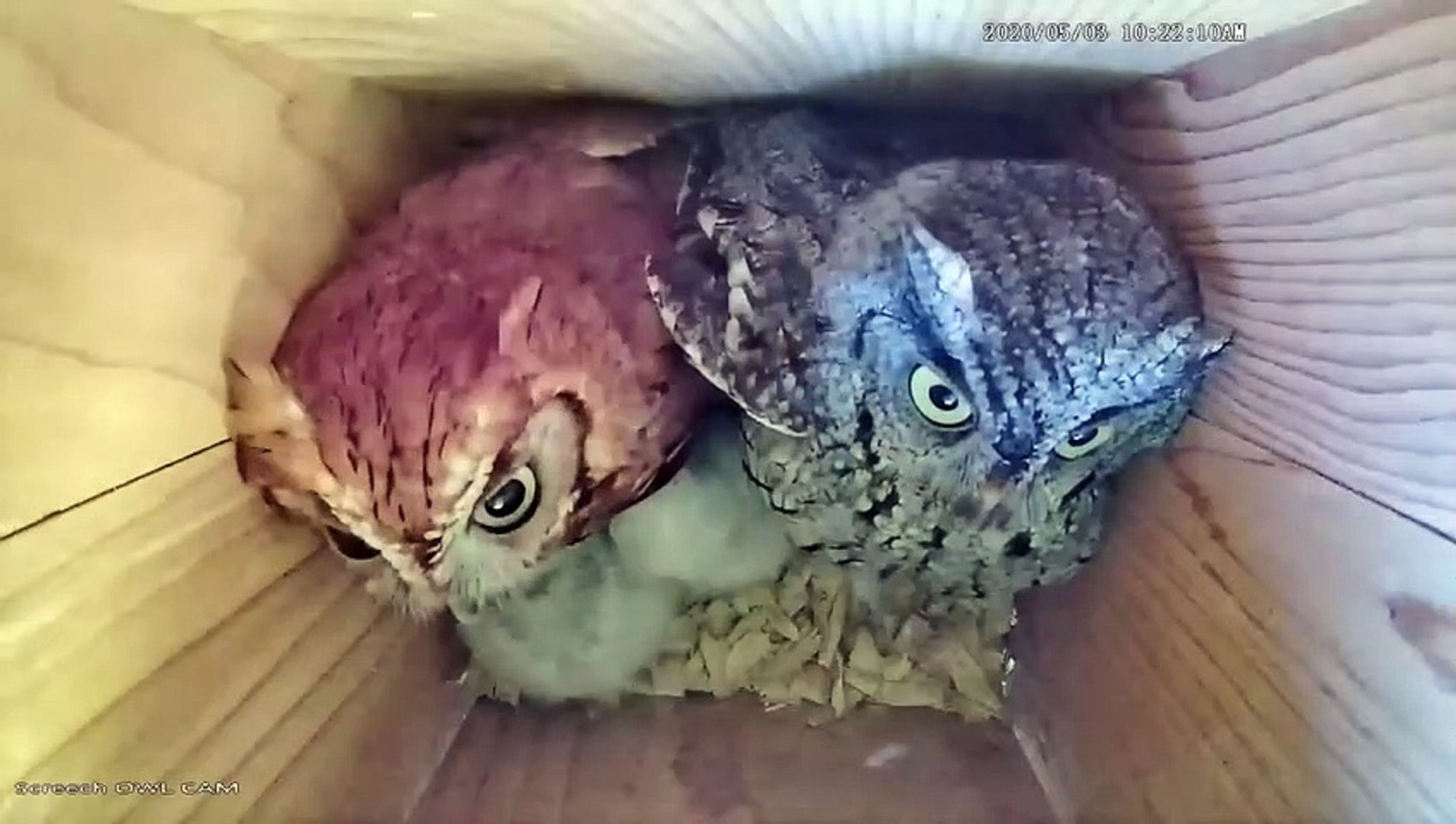 A Happy Owl Family - Owl Cam Highlight