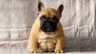 So Cute Bulldog Puppies - Funny and Cute French Bulldog compilation 2020 _ Dogs Awesome