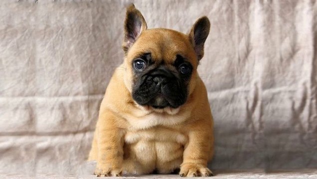 So Cute Bulldog Puppies - Funny and Cute French Bulldog compilation 2020 _ Dogs Awesome