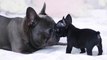 Top 20  Funny French Bulldogs - So Cute French Bulldog Puppies Compilation _ Dogs Awesome