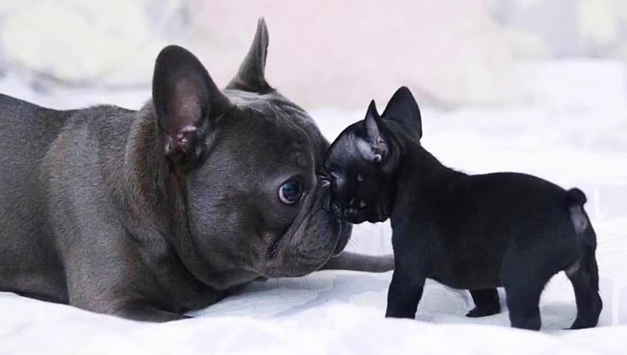 Top 20  Funny French Bulldogs - So Cute French Bulldog Puppies Compilation _ Dogs Awesome