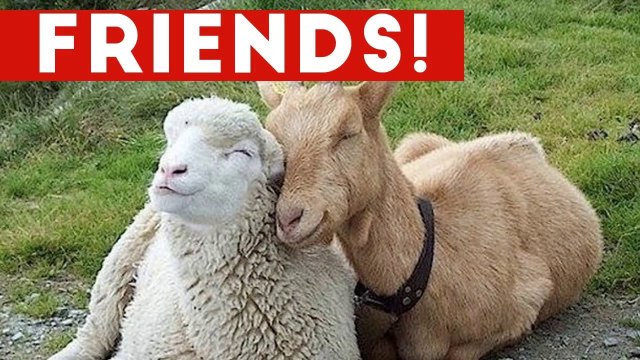 Funniest Unlikely Animal Friendships Compilation _ Funny Pet Videos