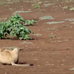 Lion Hunt At Lewa! Zebra Ambush