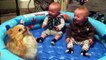 FUNNY TWIN BABIES Laughing Hysterically at Pomeranian Dog - CUTE BABIES and PUPPY