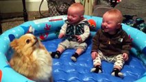 FUNNY TWIN BABIES Laughing Hysterically at Pomeranian Dog - CUTE BABIES and PUPPY