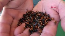 Saros Körfezi kıyılarında, uğur böceği istilası