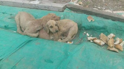 Seuls en plein milieu de la route, ces 2 chiots sont restés en vie grâce à leur solidarité