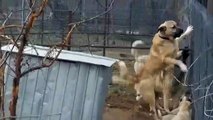 ANADOLU COBAN KOPEKLERi SABAH ZiYARETi - ANATOLiAN SHEPHERD DOG MORNiNG ViSiT