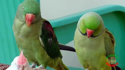 Sleeping Parrots Super Cute
