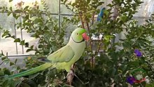 Talking Indian Ringneck Parrot