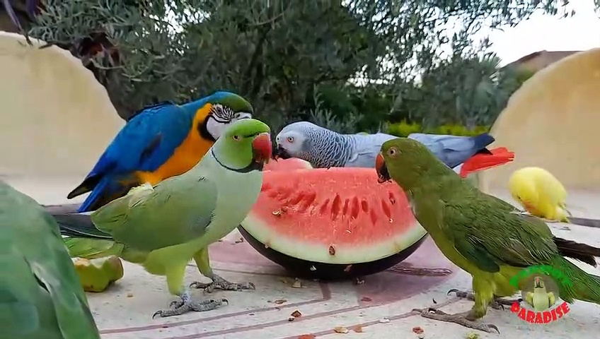 Parrots Love Watermelon