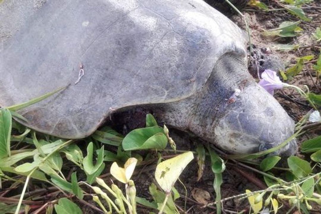 De nouvelles attaques de chiens sont à déplorer contre les tortues marines