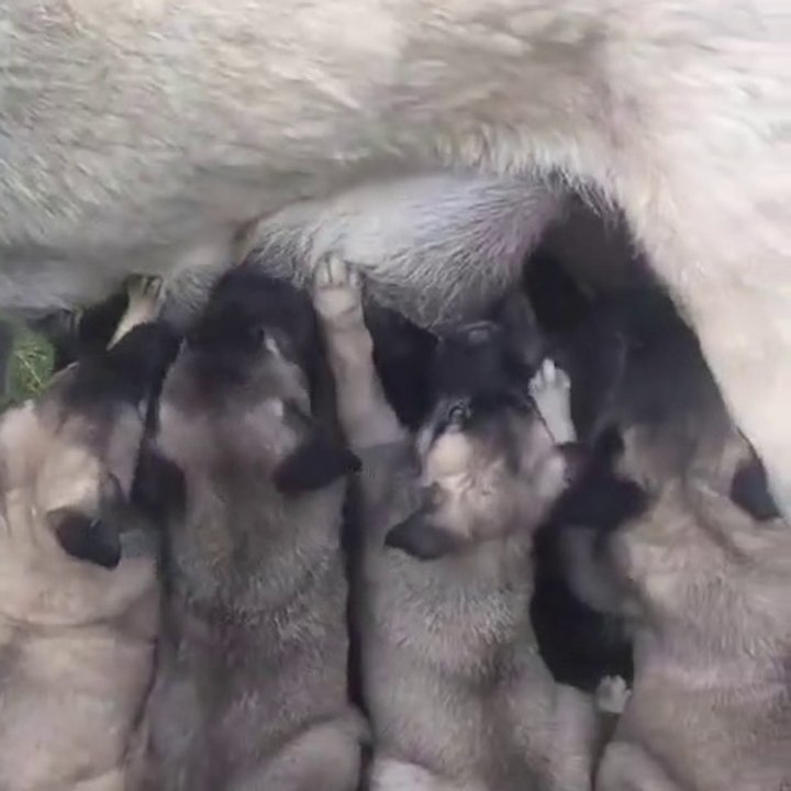 CANAVAR KORKUTAN SiVAS KANGAL YAVRULARI SABAH KAHVALTISI - SiVAS KANGAL DOG PUPPiES BREAKFAST