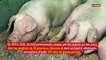 Chine : une étude révèle un virus de grippe porcine susceptible de provoquer une pandémie
