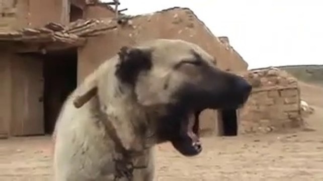KALiTELi SiVAS KANGAL KOPEGi - QUALiTY SiVAS KANGAL DOG