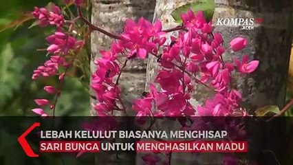 Manisnya Bisnis Madu Linot