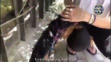 Polícia parte o vidro de um carro para salvar cão fechado no interior sob 40ºC