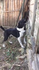 KARA ALABAY COBAN KOPEGiNi KIZDIRMACA - VERY ANGRY ALABAi SHEPHERD DOG