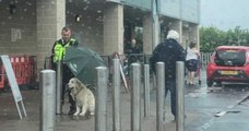 En Écosse, un agent de sécurité a utilisé son parapluie pour protéger un chien d'une grosse averse