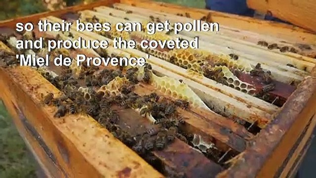 In Provence, the lavender rush of millions of bees