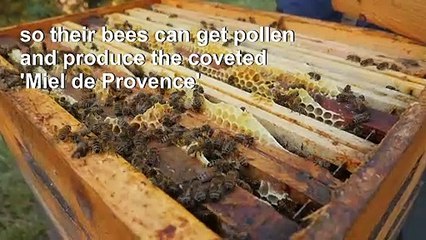 In Provence, the lavender rush of millions of bees