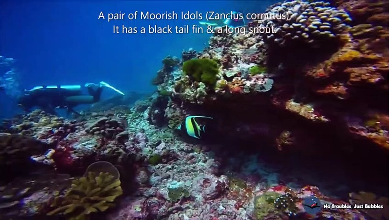 Moorish Idol vs. Longfin Bannerfish