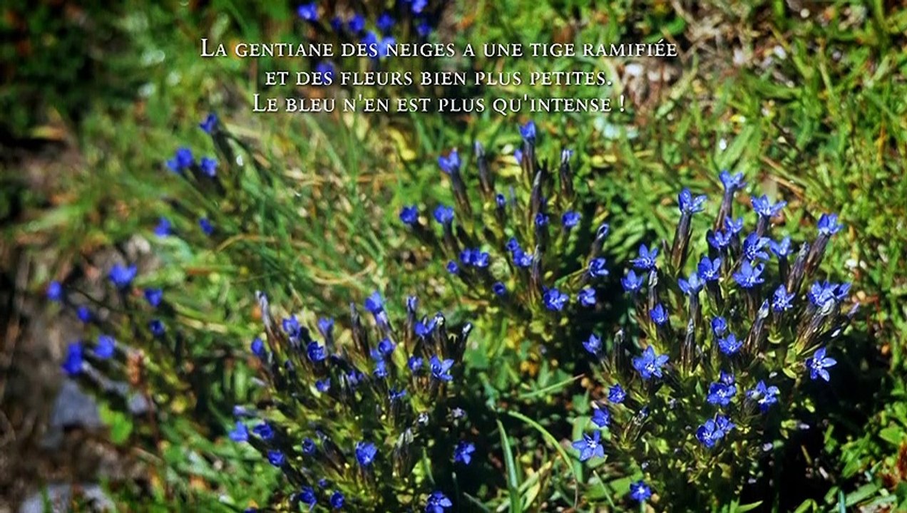 [CARNET DE SAISON] Gentianes, de bleu ou de jaune