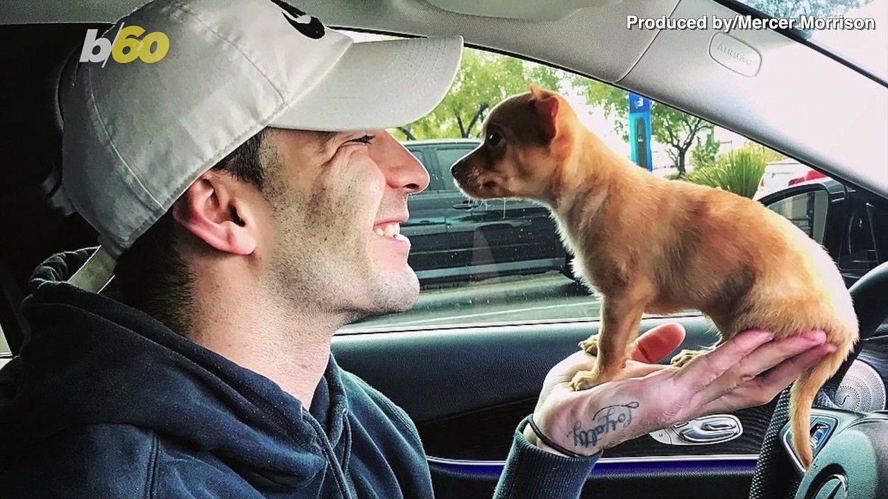 Pint-Sized Air Bud! Watch This Tiny Dog Perform Several Tricks & Stunts Involving a Basketball!