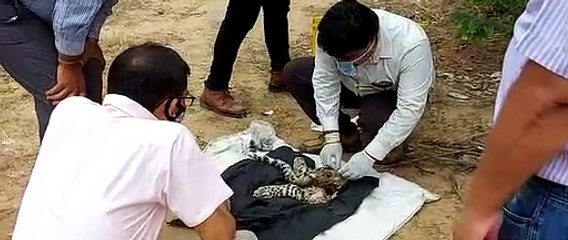 5 माह के बघेरे के बच्चे को हयाना ने मारा