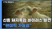 중국, 대유행 가능성 '신종 돼지독감' 바이러스 발견 / YTN