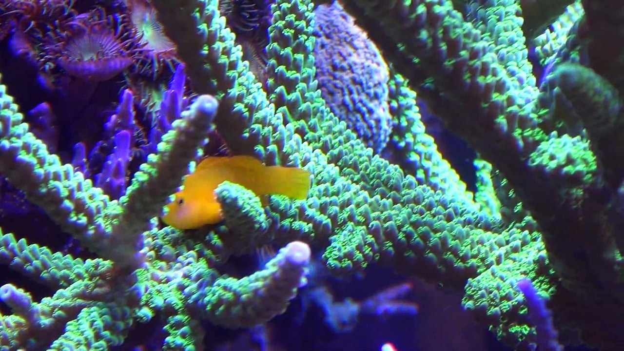 Bac récifal de 500 litres : 2ans