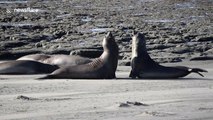 Photographer captures four-way elephant seal battle in Argentina