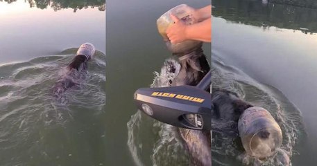 Une famille sauve un ourson qui avait la tête coincée dans un bidon en plastique
