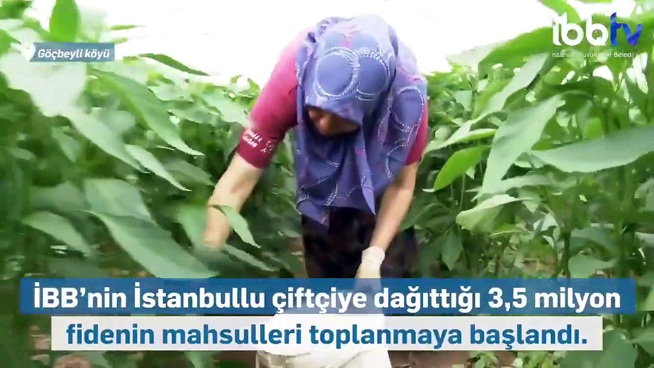 İBB: Çiftçiye 3,5 milyon fide dağıttık, şimdi mahsulleri topluyoruz