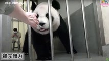 شاهد: مولودة باندا جديدة في حديقة حيوان تايبيه في الصين