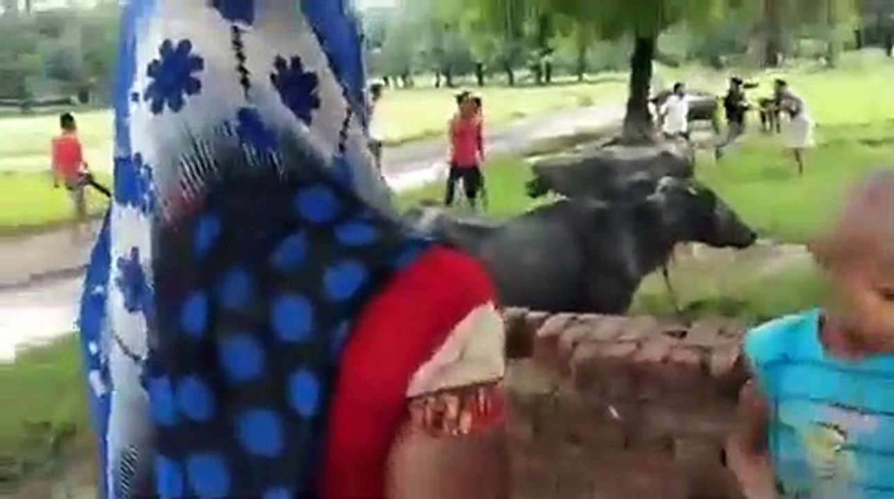 फ़तेहपुर: आवारा सांड को लेकर दो पक्षों में हुई जमकर मारपीट