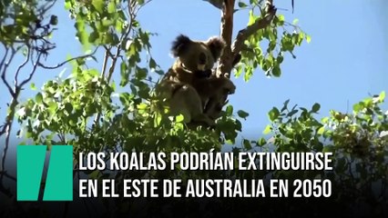 Los koalas podrían extinguirse en el este de Australia en 2050