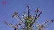 Swarms of Locusts Destroy Crops and Strip Trees Bare Near Kenya