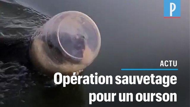 Etats-Unis : un ourson secouru la tête coincée dans un bidon en plastique