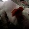 Chine: Découverte d'un virus de grippe porcine capable de causer une pandémie