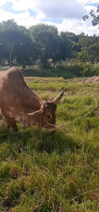 Ox Has a Unicorn Horn