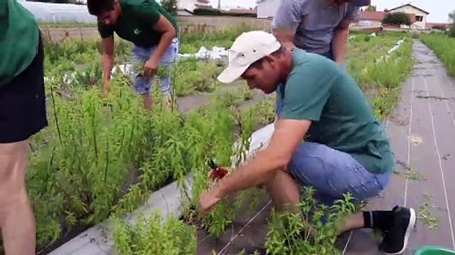 Récolte de la verveine du Forez