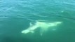 Un grand requin blanc vient dévorer la queue d'un autre requin