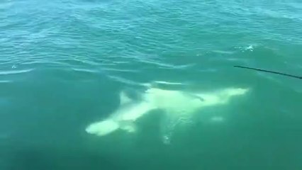 Un grand requin blanc vient dévorer la queue d'un autre requin