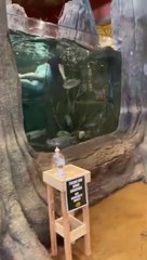 Un touriste se jette dans l'aquarium géant d'un grand magasin