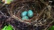 The Birds & the Beers! UK Bar Keeps Doors Closed to Let Bird’s Nest Hatch!