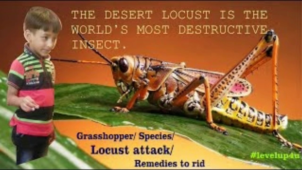 Locust Are Harmful Migratory|Locust Tiddi|Locust Origin Country|Locust Characteristics|Locust Destroying Crops| Locust National Emergency