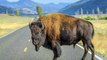California woman gored by bison at Yellowstone National Park after getting within 10 feet to take