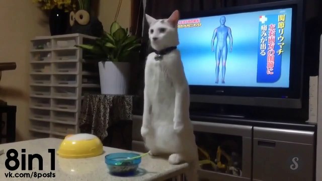 The cat walks on its hind legs like a human