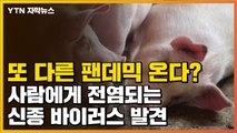 [자막뉴스] 중국, '대유행 가능성' 신종 돼지독감 바이러스 발견 / YTN